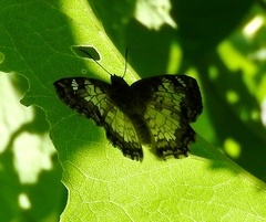 Antigonus emorsa