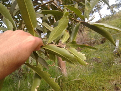 Daphnopsis caracasana