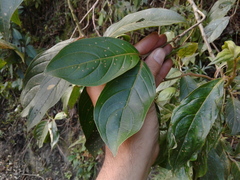 Cornus peruviana