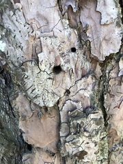 Monochamus titillator