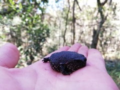 Breviceps acutirostris