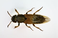 Platydracus flavopunctatus