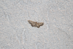 Idaea celtima