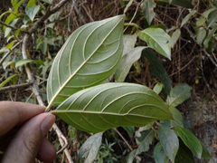 Cornus peruviana