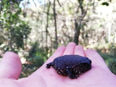 Breviceps acutirostris