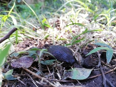 Breviceps acutirostris