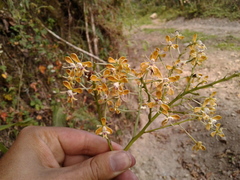 Epidendrum falsiloquum