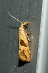 Eugnosta bimaculana