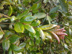 Psidium pedicellatum