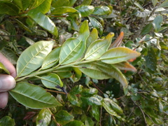 Psidium pedicellatum
