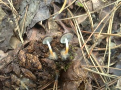 Strobilurus esculentus