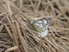Tatochila xanthodice