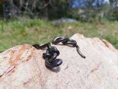 Leptotyphlops nigricans