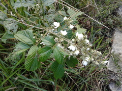 Rubus floribundus