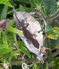 Anolis carolinensis