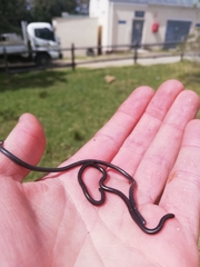 Leptotyphlops nigricans