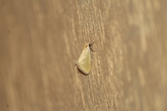 Chrysoecia thoracica