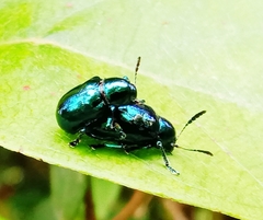 Platycorynus
