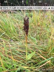 Dactylorhiza purpurella