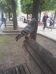 Columba livia domestica