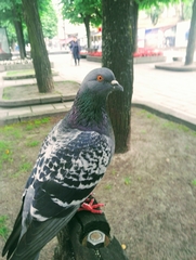Columba livia domestica