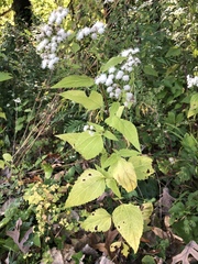 Ageratina altissima