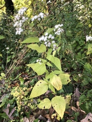 Ageratina altissima
