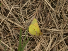 Colias dimera