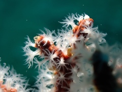 Subergorgia suberosa