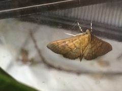 Psara obscuralis