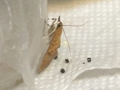 Psara obscuralis