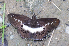 Seseria sambara