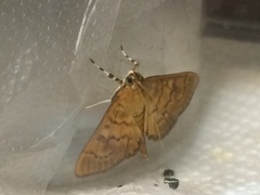 Psara obscuralis