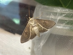 Psara obscuralis