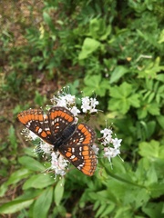Euphydryas gillettii