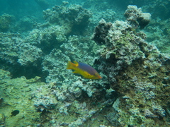 Bodianus rufus