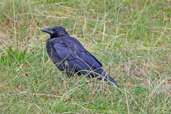 Corvus corone
