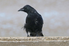 Corvus corone