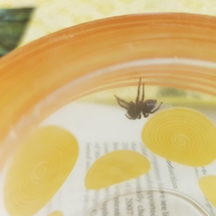 Salticinae