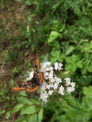 Euphydryas gillettii