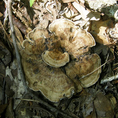 Phellodon fuligineoalbus