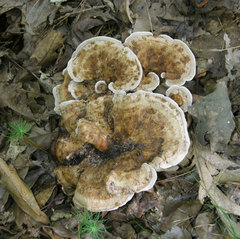 Phellodon fuligineoalbus