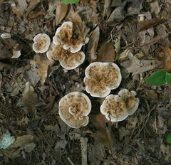 Phellodon fuligineoalbus