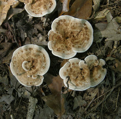 Phellodon fuligineoalbus