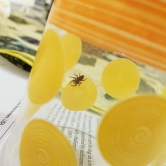 Salticinae