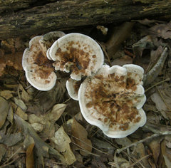 Phellodon fuligineoalbus