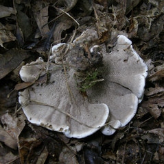 Phellodon fuligineoalbus