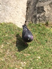 Columba livia domestica
