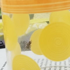 Salticinae