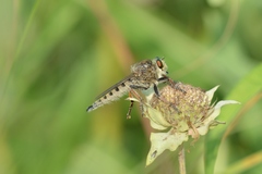 Promachus vertebratus